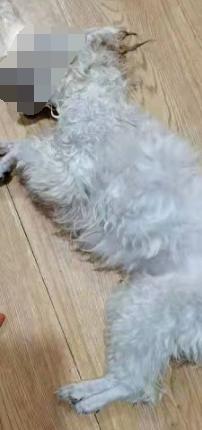 DƬ